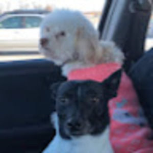 Meet your Posher, Annabella